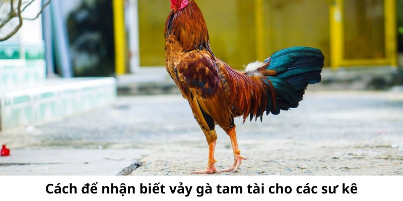 Hướng dẫn nhận biết vảy gà tam tài cực kỳ đơn giản