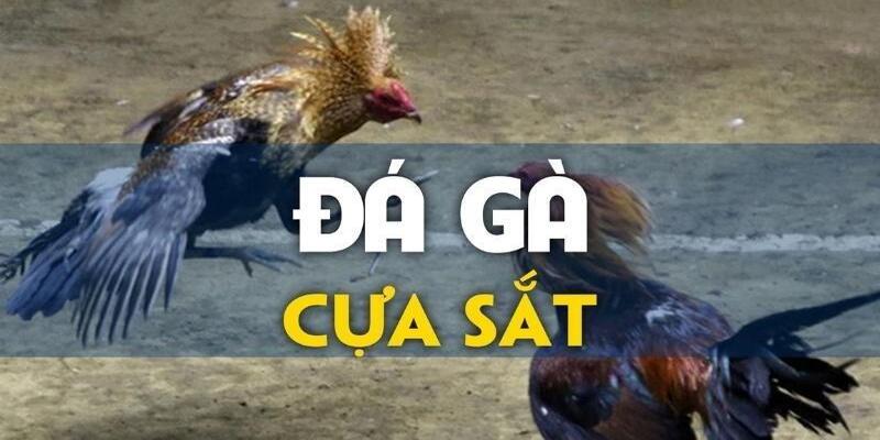 Các trận đấu gà cựa sắt đầy tính hấp dẫn, kịch tính thu hút người chơi